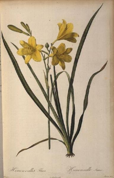 Hemerocallis Flava, aus Les Liliacées von Pierre Joseph Redouté